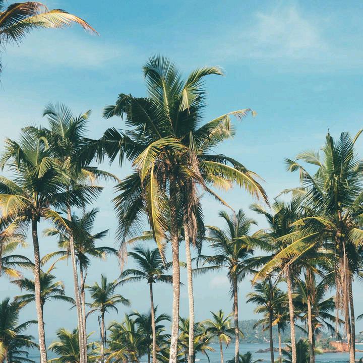 花好月圆.