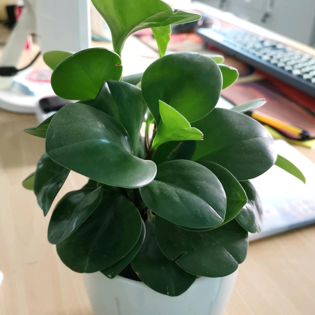 索野优品