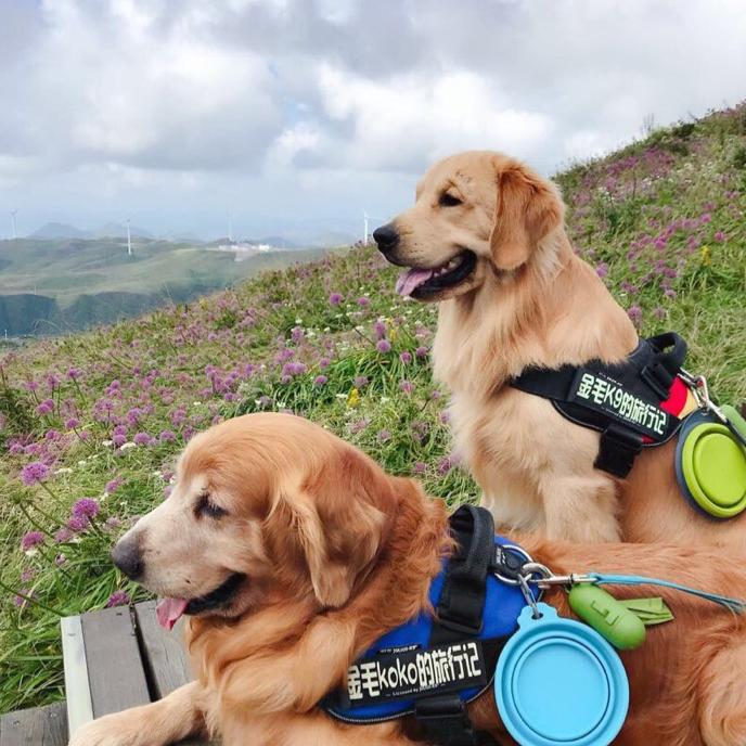 K9兄弟