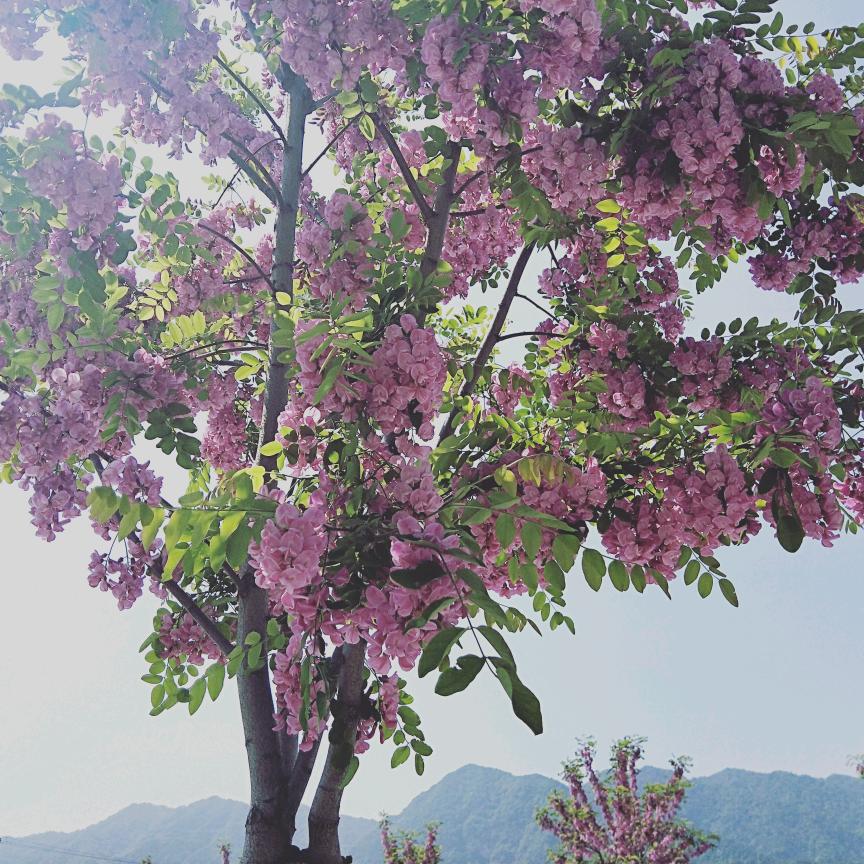 日出东方<音乐分享>