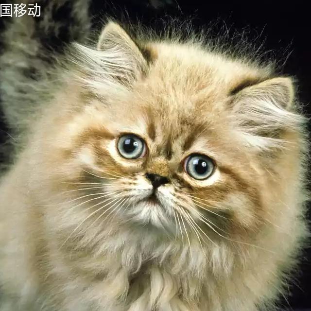 梦