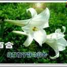 幽谷百合💖💖