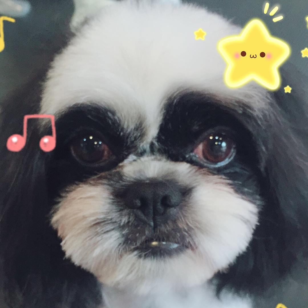 糖糖家的宠物店官方号