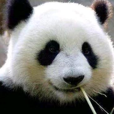 熊猫*怼个特价车