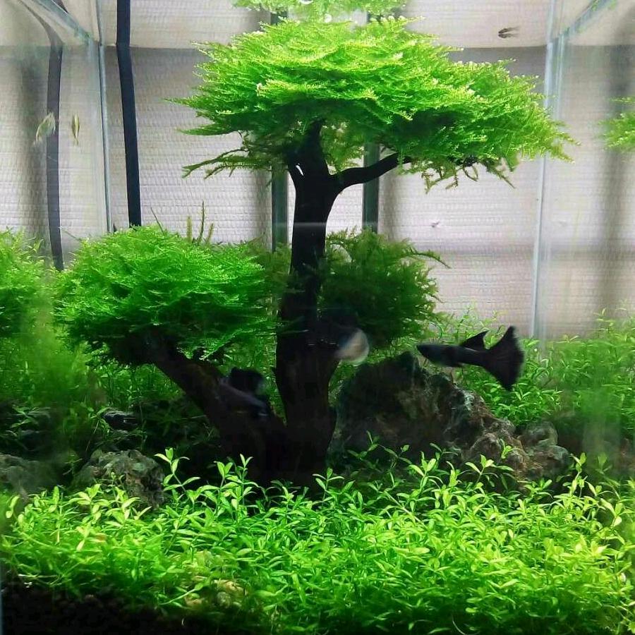 觀山堂书画艺术工作室