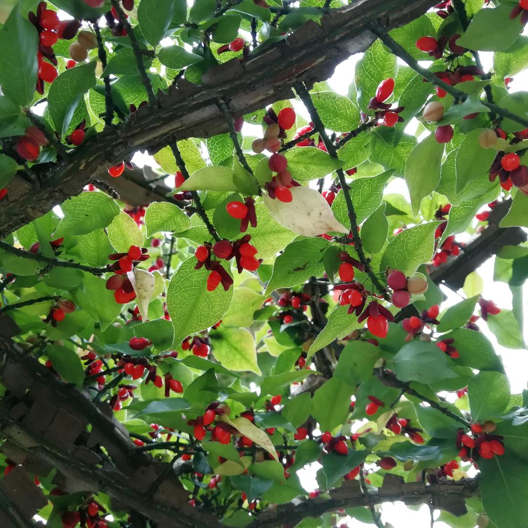 龙泉强村富民朱明