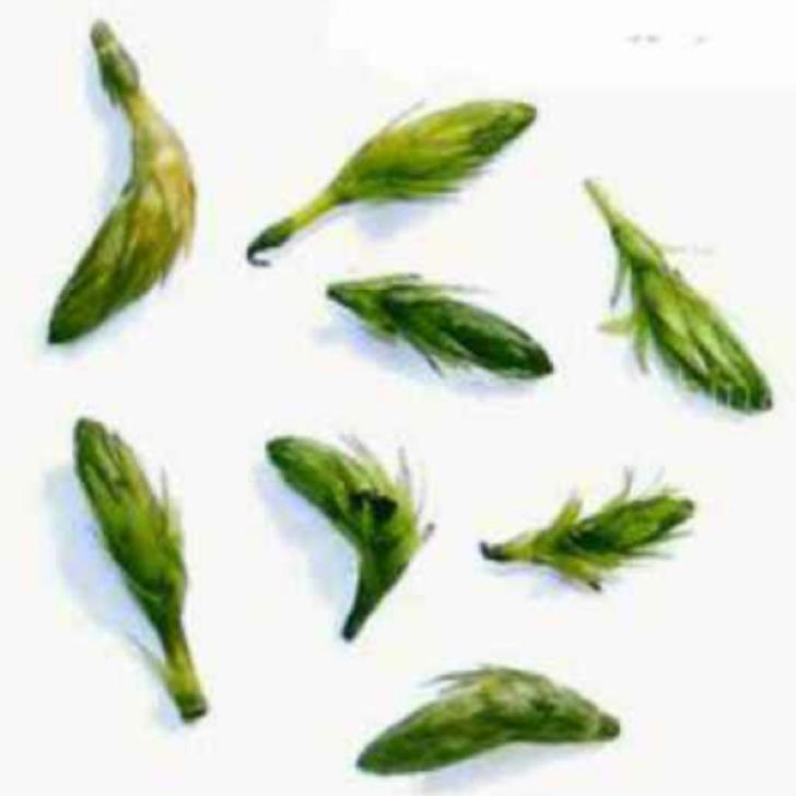 南京清源  水草  栽培专业合作社