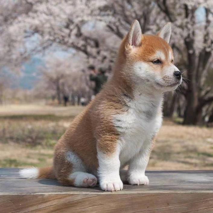 Mr. wu
