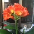 桂花香（拒私聊）