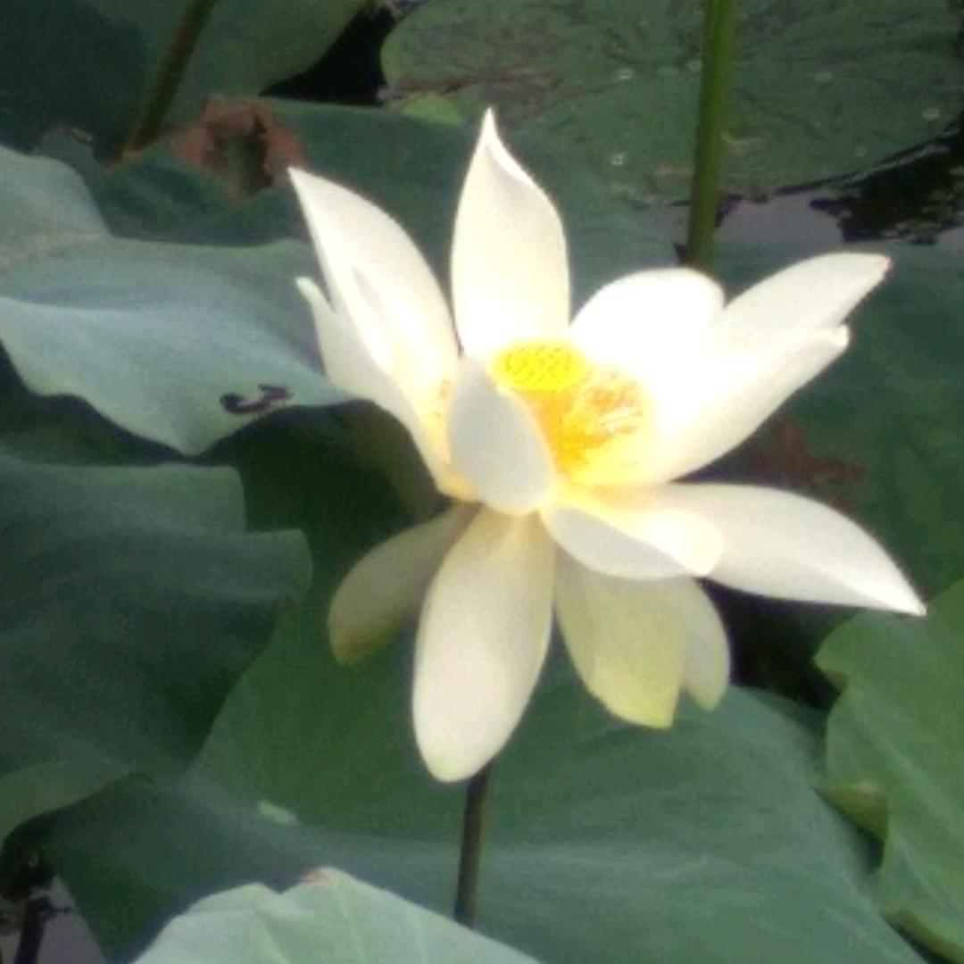 边城浪子