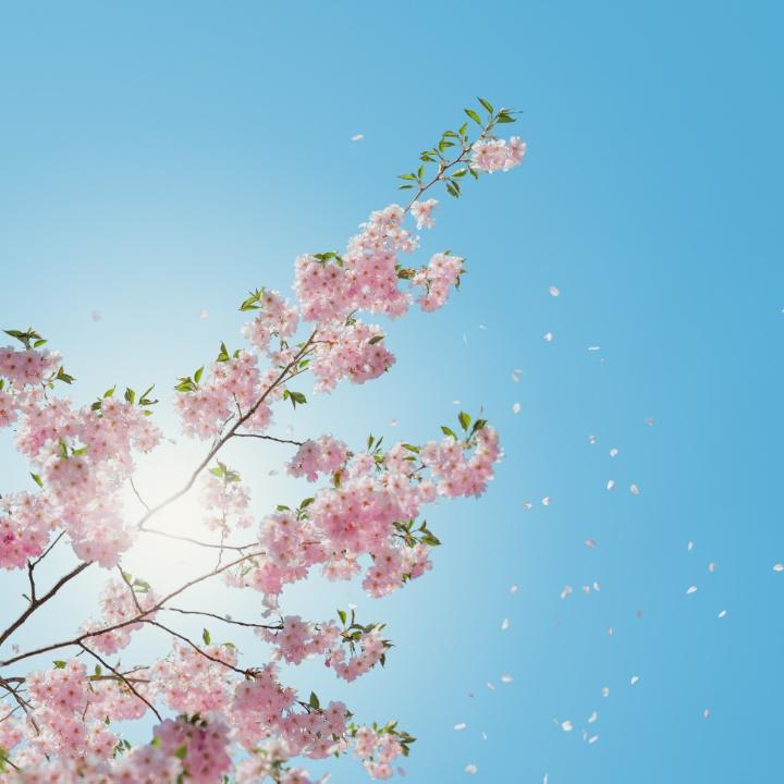 辣子只因