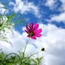 ❤️彭思琴❤️