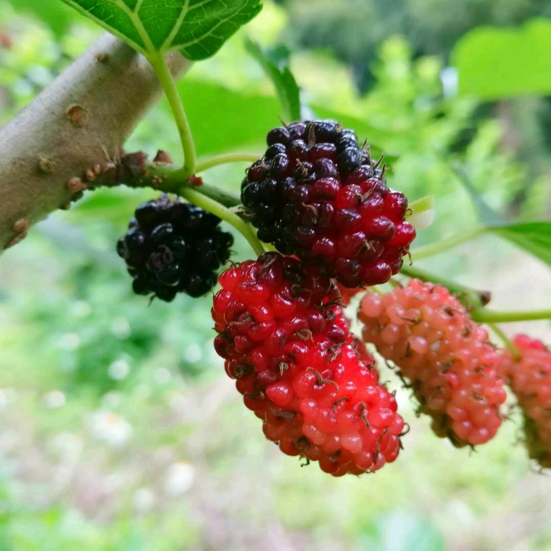 闲情百步“yuan”