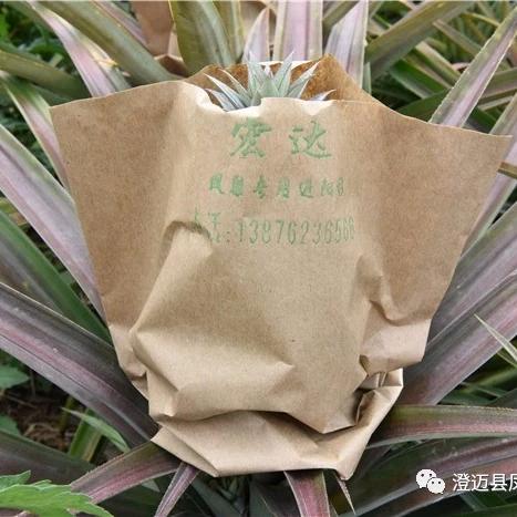 宏达水果套袋厂