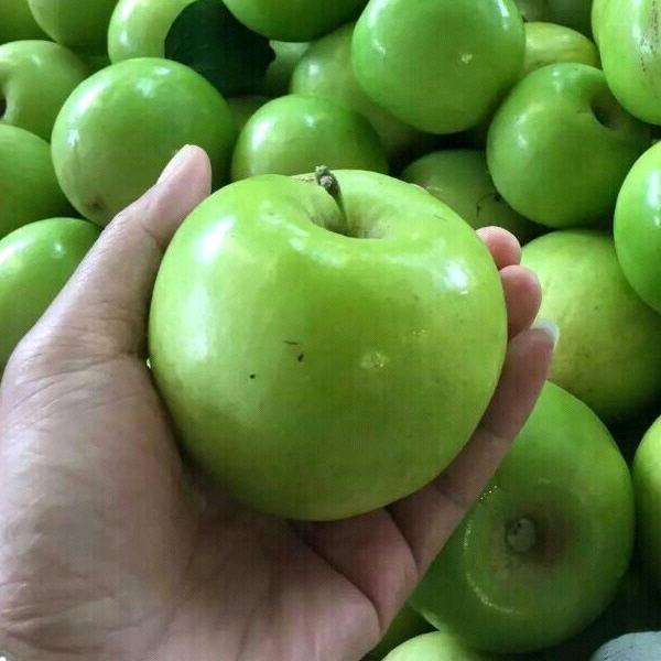 ❕睿霖农业平南苹果枣基地（苹果枣苗）❕