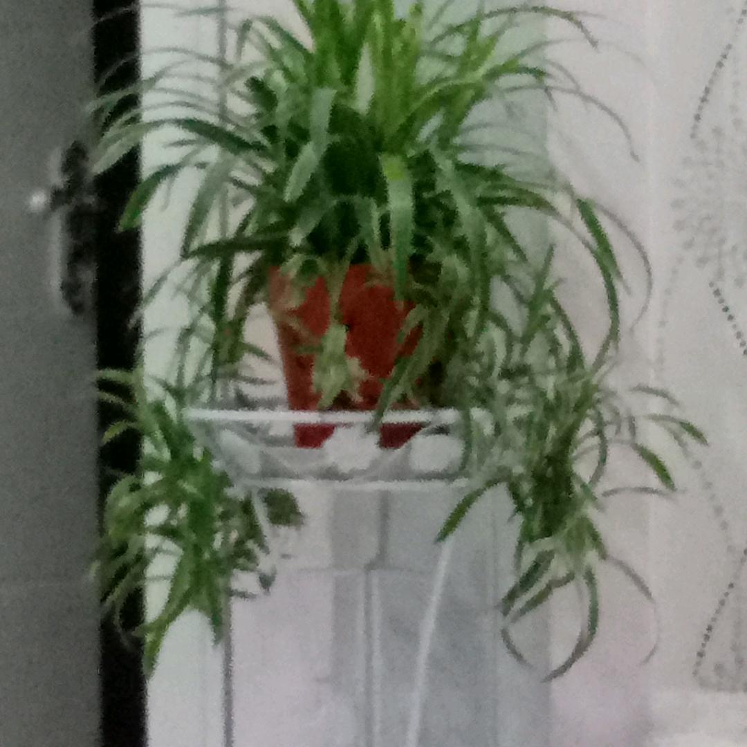 王梅