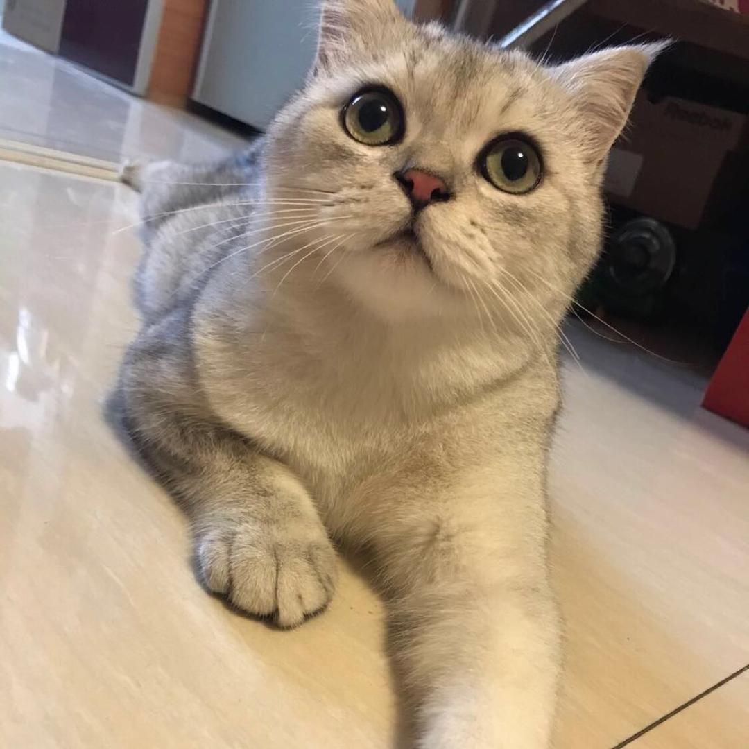王大喵