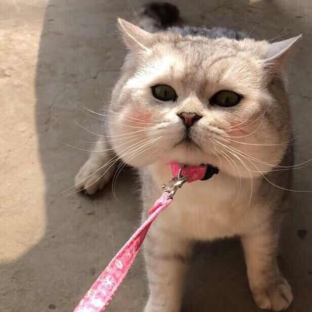 霸霸