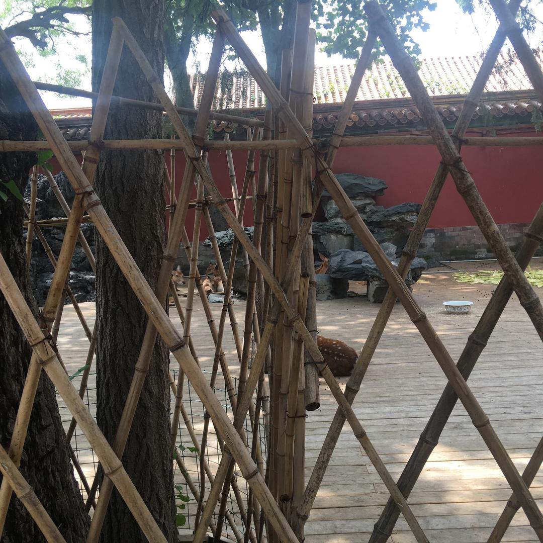 绿府太平猴魁