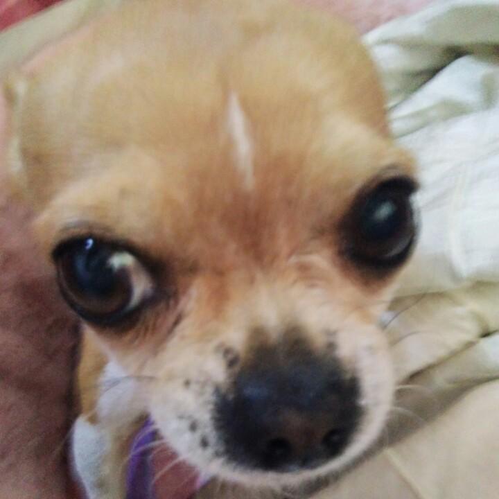 宠物铁牛