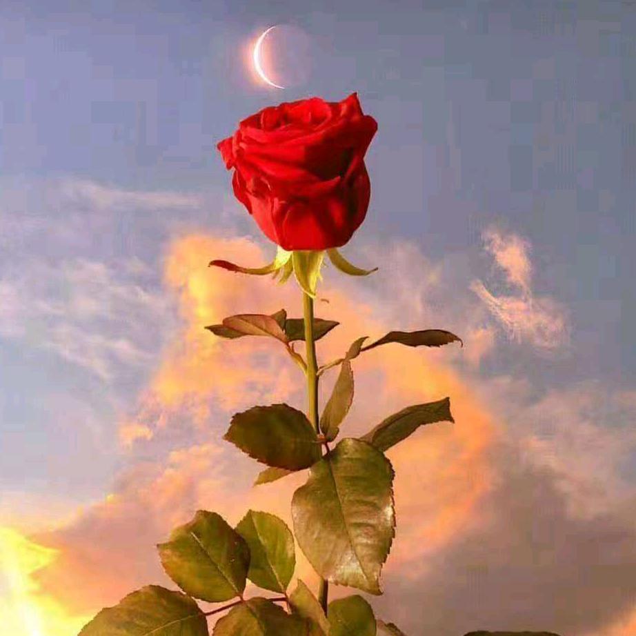 🍒Jenny Hu🐾💋