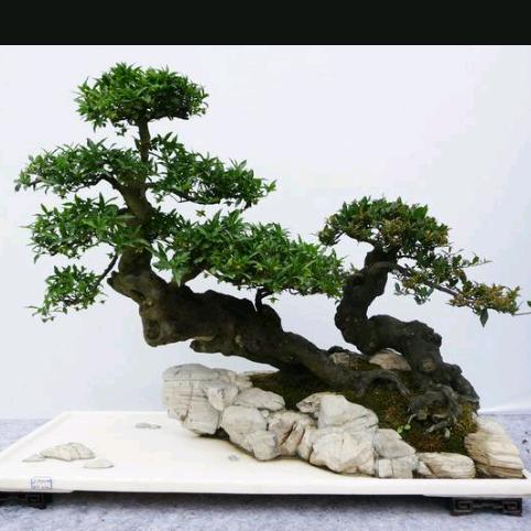 用苦笑掩飾自己的末落