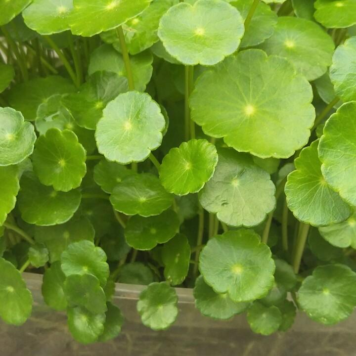 栀子花开