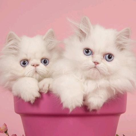 射洪米粉-面（地址在人民医院对面）