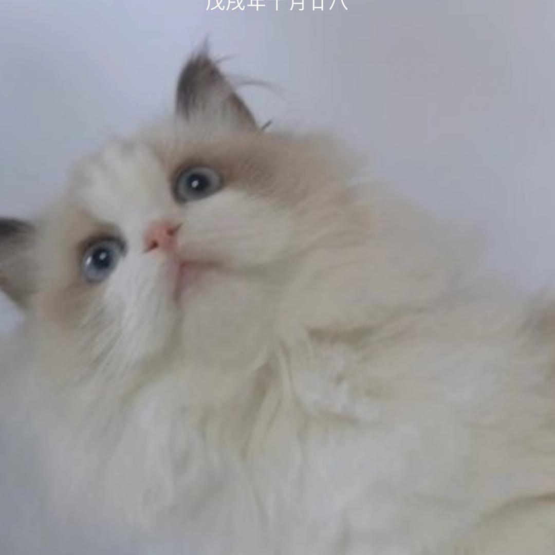 点哥