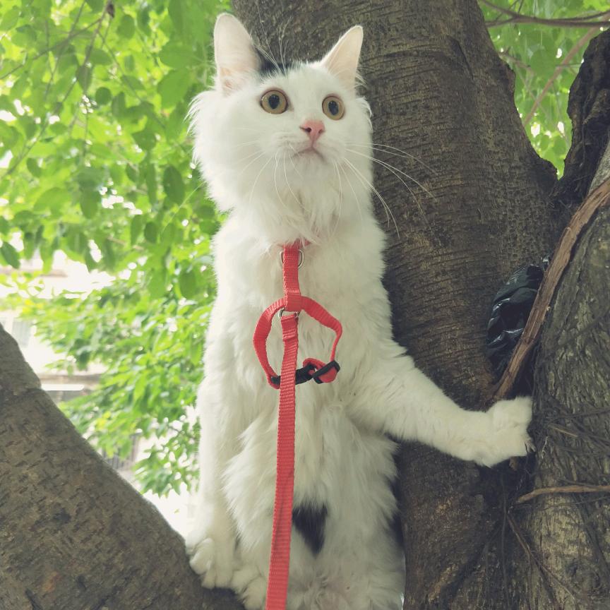 糖果味的小可爱