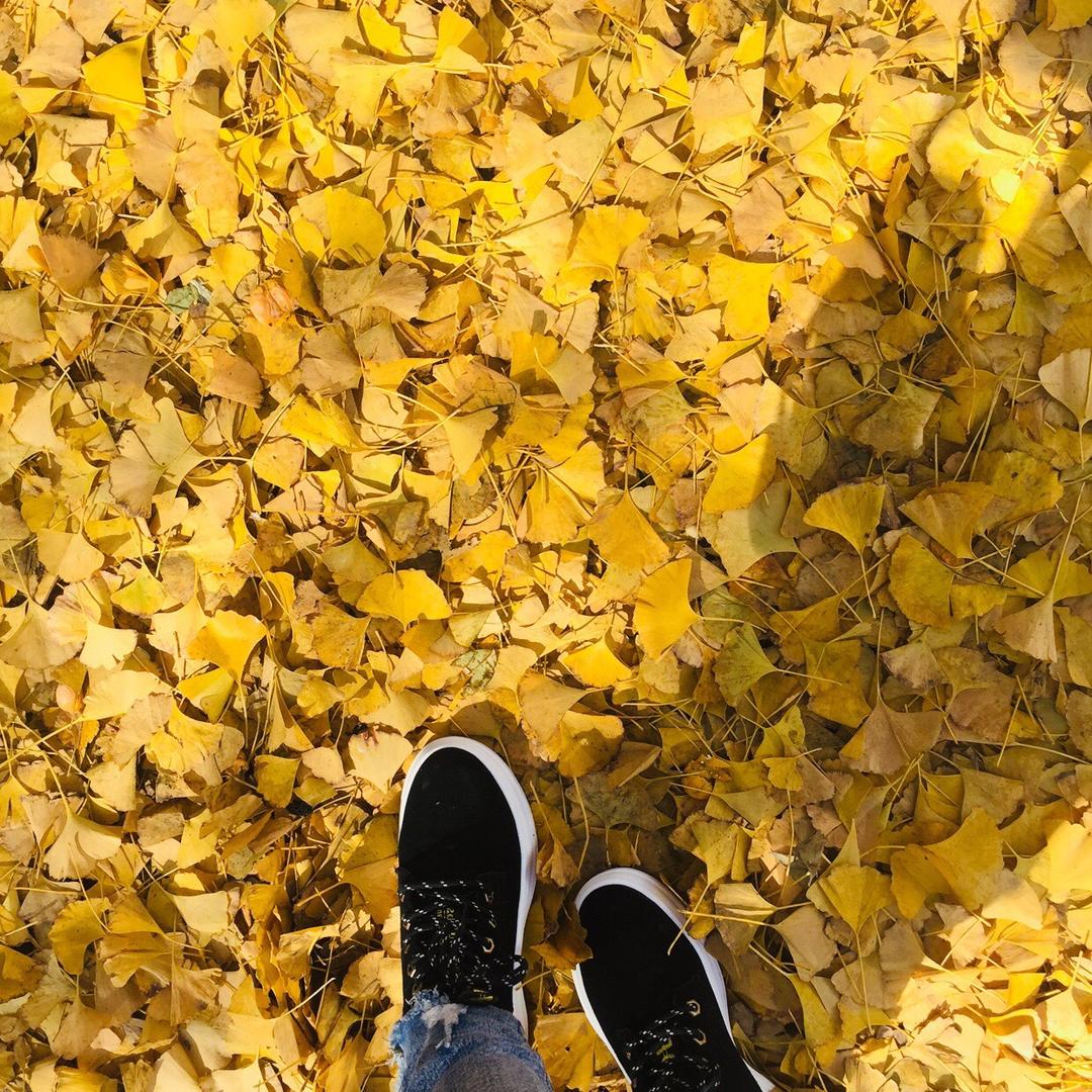 忘忧草……Tina zhao