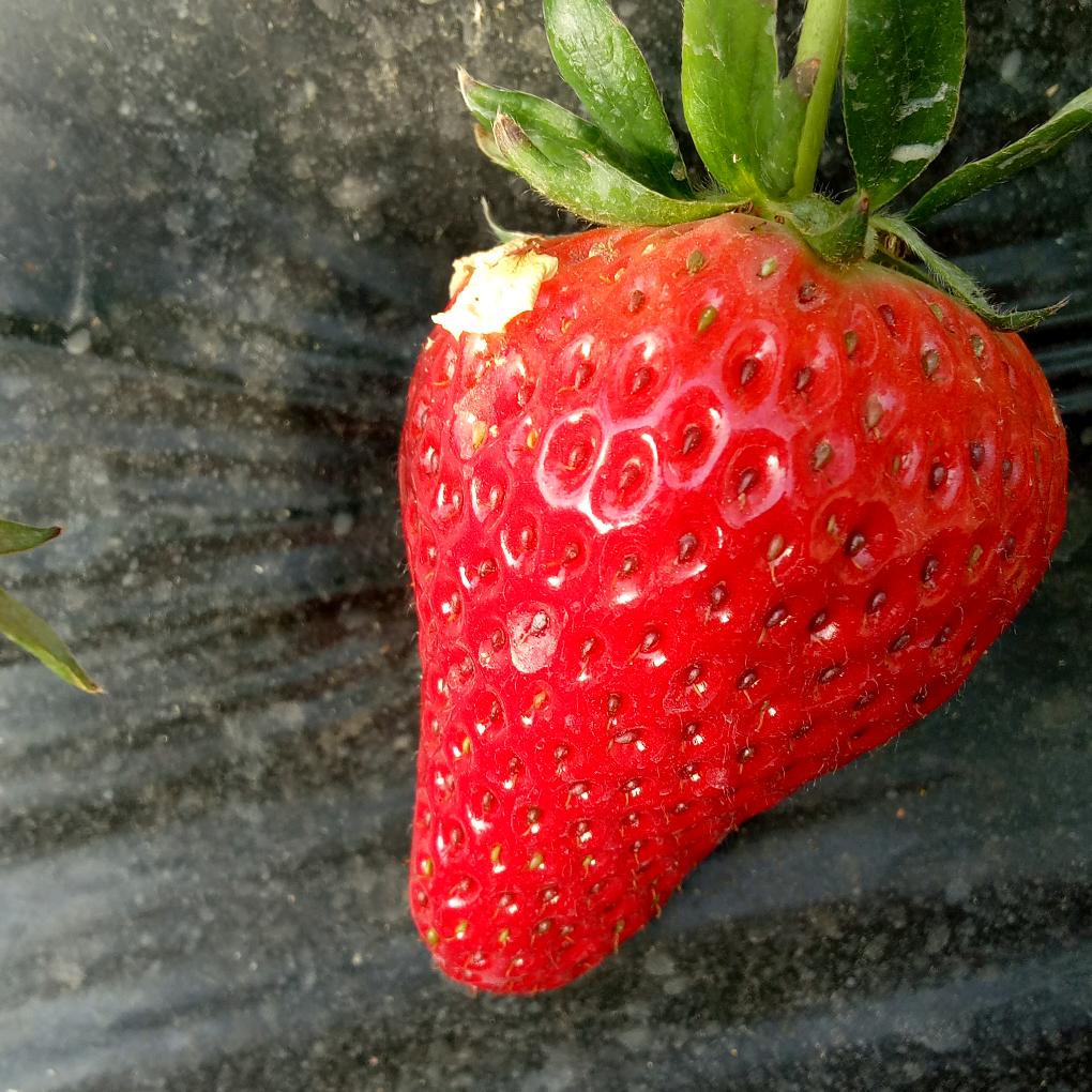 海燕🍓🍓