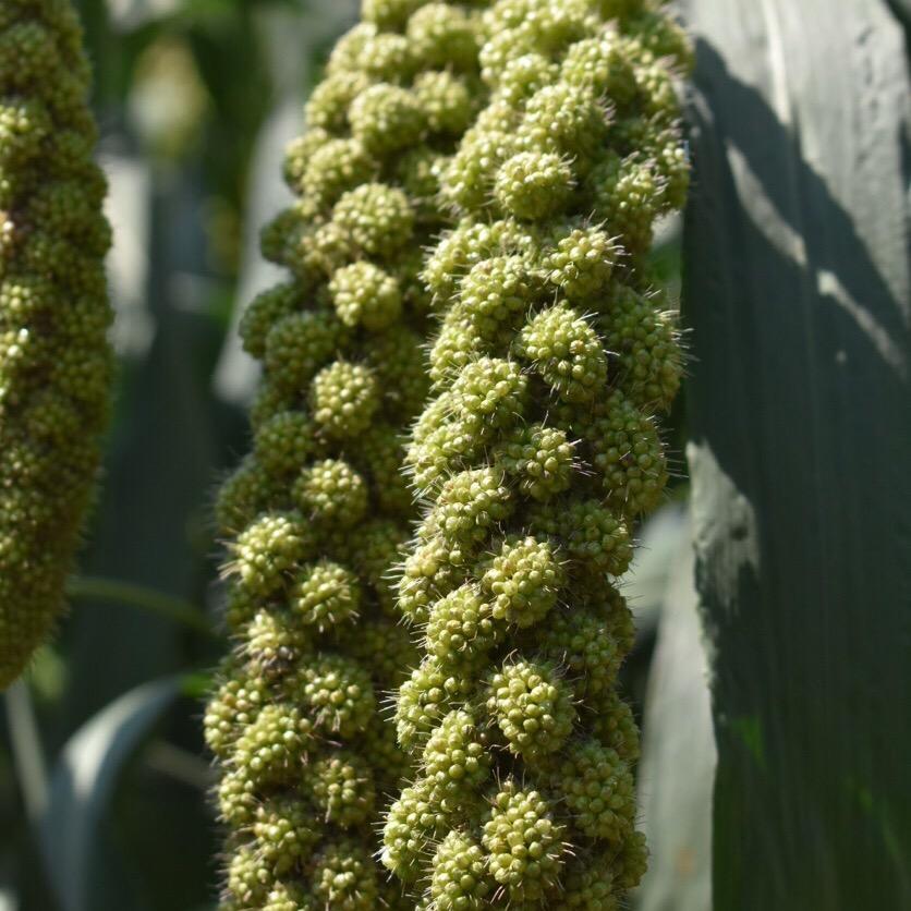 榆林市高新区府上有米土特产店