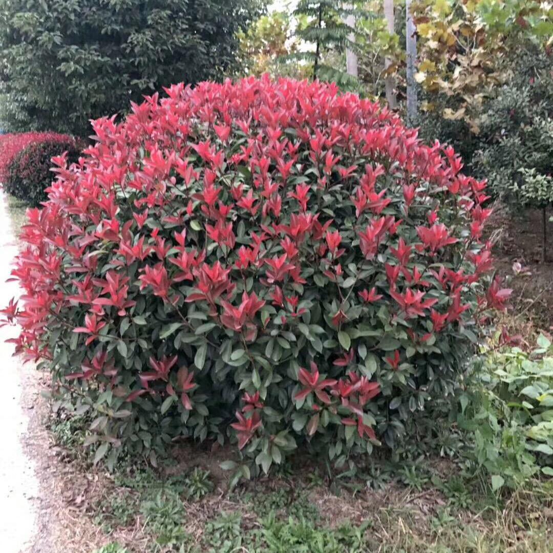 万禾苗木 同行组织 苗木代购！