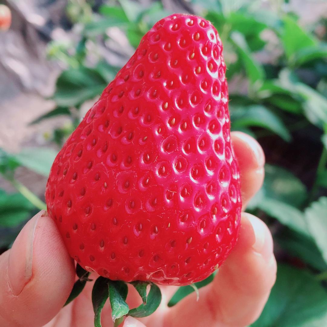 挚勇生态草莓采摘园