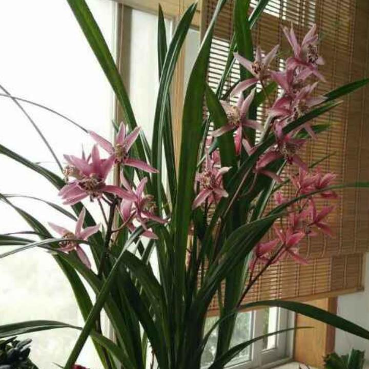 阳光总在风雨后