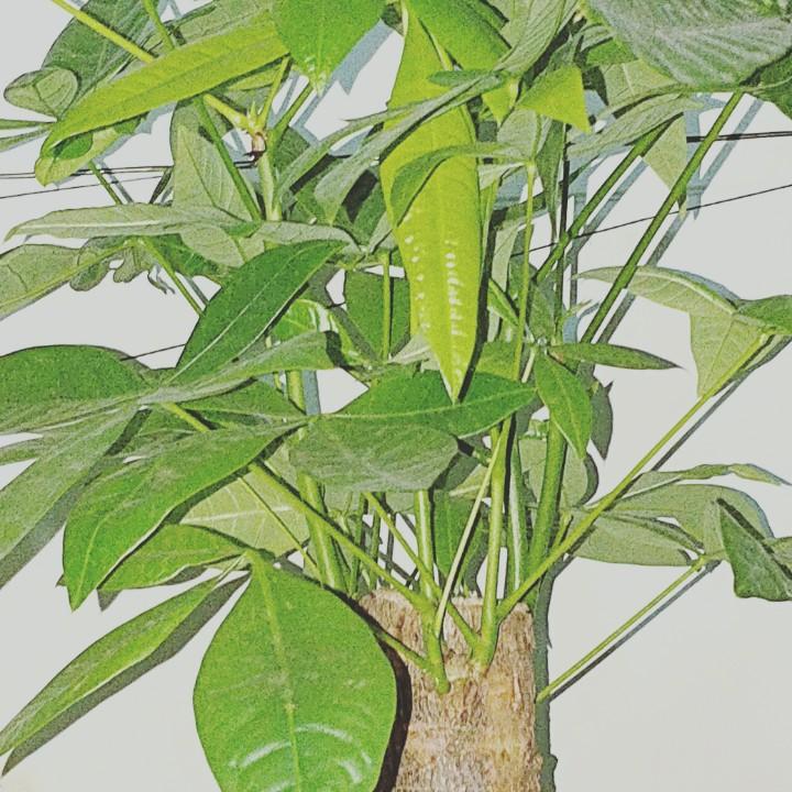邓林