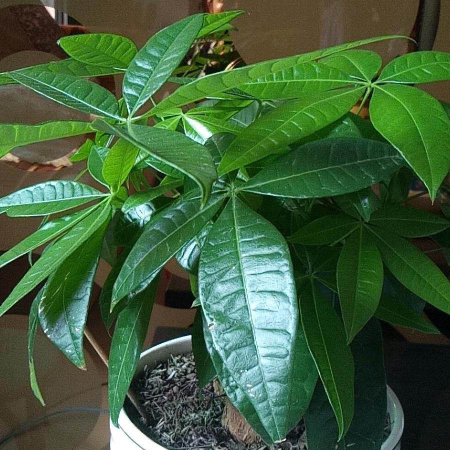 云海（爱扑花）