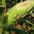 前营会军农资(平安快乐)