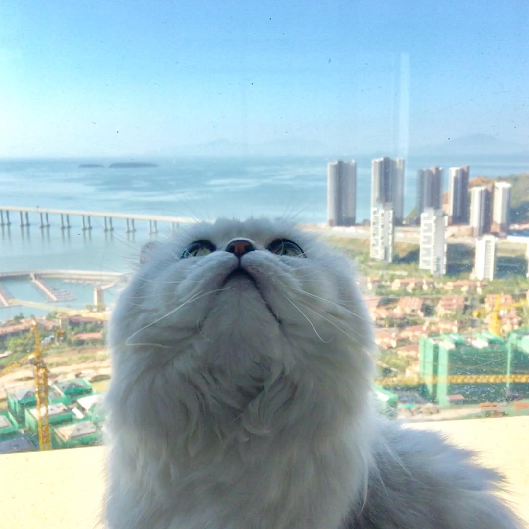 猫哥他哥