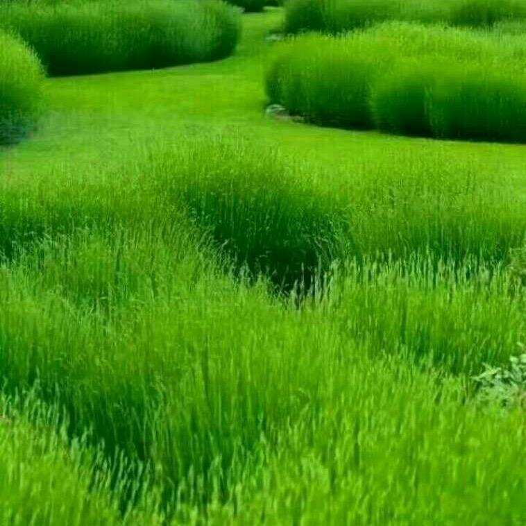 自由飞翔