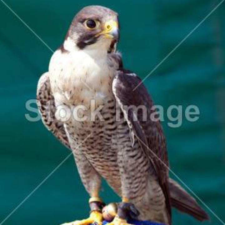 天羽蜂业～天哥