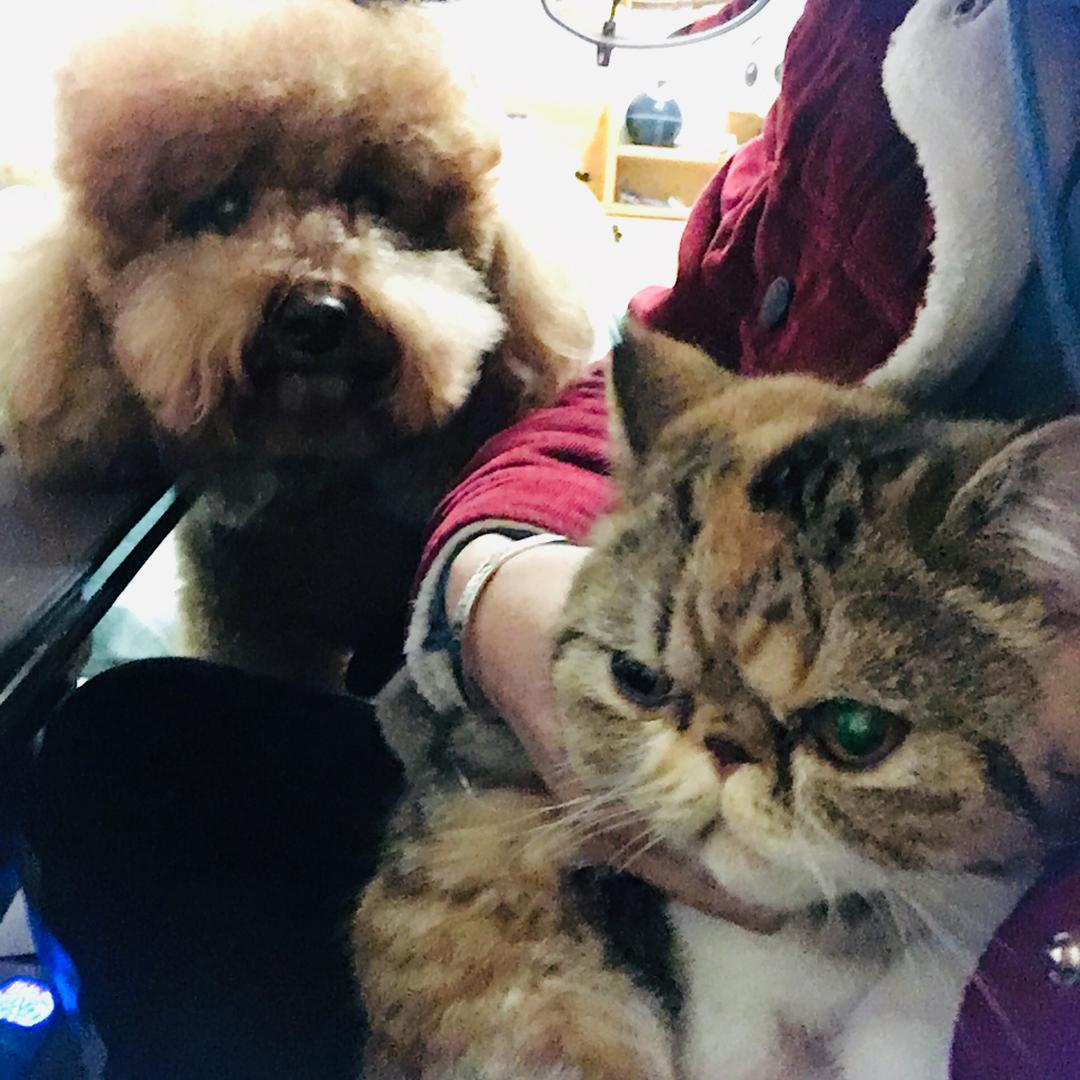 、猫狗双全的人生