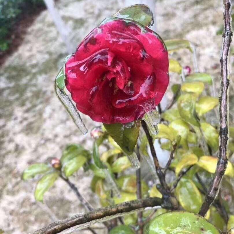 花儿
