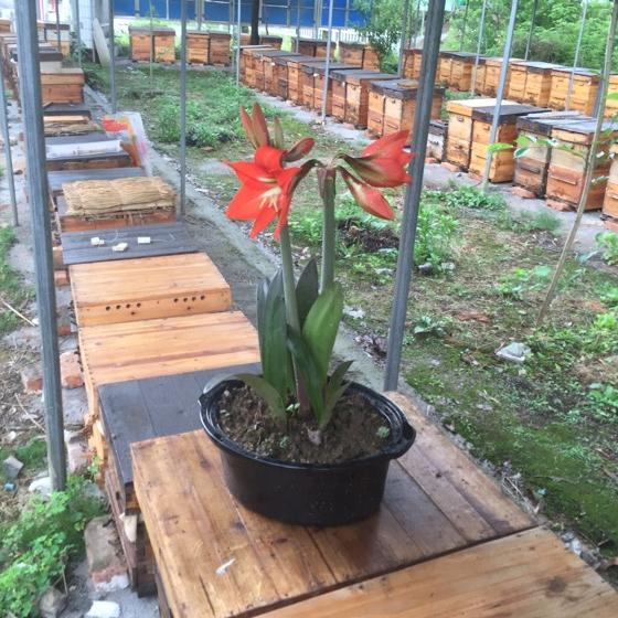 义安区天门镇张氏养蜂场