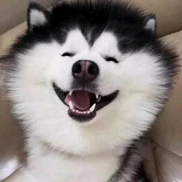 LU文