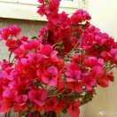 深海中的那一抹蓝