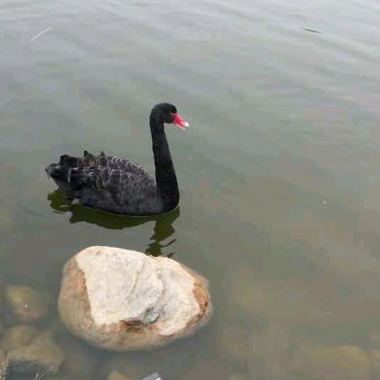 多米 🌾