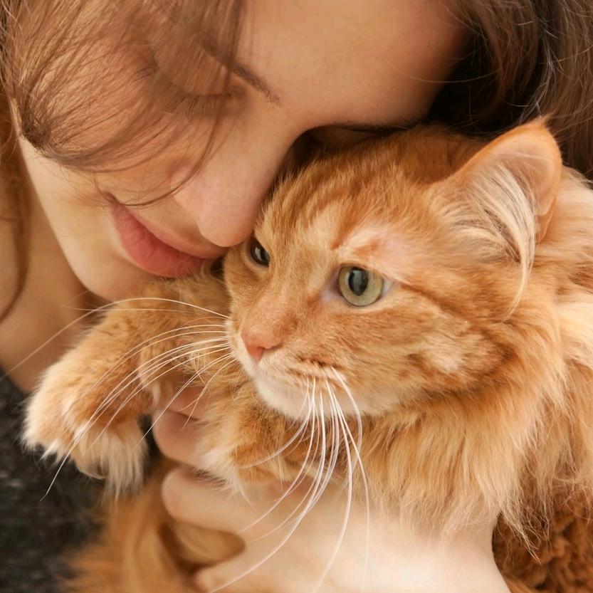喵喵的猫🐱