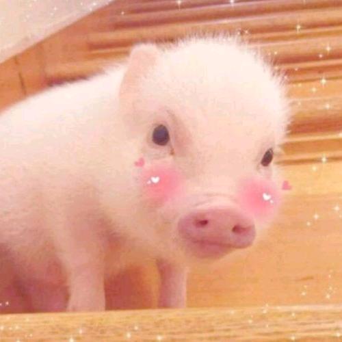 人间清醒小迷糊